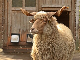 Obraz premium Zackelschaf