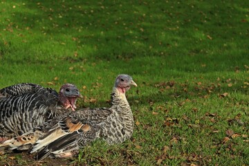 Zewei junge Puten ruhen auf der Wiese