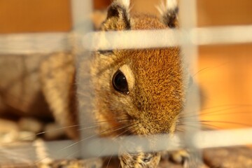 Junge Sibirische Streifenhörnchen oder Burunduk (Tamias sibiricus)