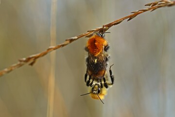 Paarung der Ackerhummel (Bombus pascuorum)