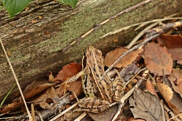 Moorfrosch (Rana arvalis) im Oktober am Ewigen Meer
