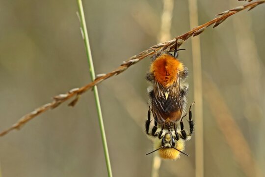 Paarung der Ackerhummel (Bombus pascuorum)