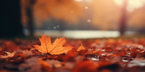 Rollo autumn fall leaves background cinematic © Young
