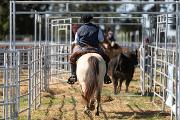 Amanzing workers horses in cattle ranches