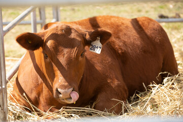 Herd of great aberdeen angus red and black