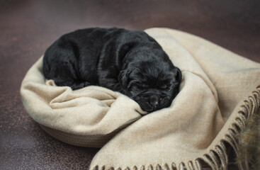 Studio close up cozy photo of newborn black labrador retriever puppy dog sleeping in basket near yellow spikelets on brown background