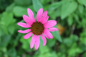 Fototapeta premium pink flower 