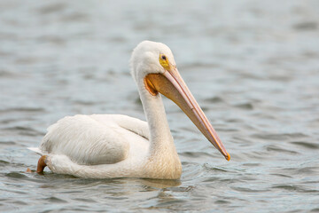 Fototapeta na wymiar American white pelican (Pelecanus erythrorhynchos) swimming in lake, Lake Morton, Florida, USA
