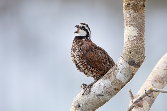 Singing Northern Bobwhite (Colinus virginianus) male perched on branch, Florida, USA