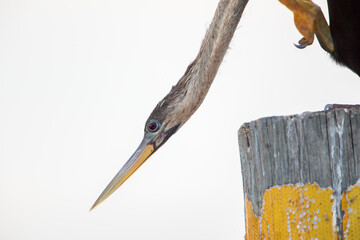 Anhinga (Anhinga anhinga), close-up while stretching on pole, Kissimmee, Florida, USA