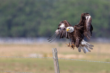 Bald Eagle (Haliaeetus leucocephalus) landing on fence post, Kissimmee, Florida, USA