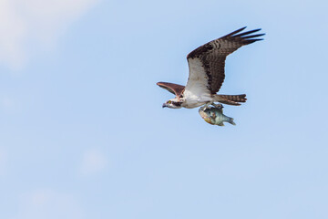 Obraz premium Osprey (Pandion haliaetus) flying with fish at Lake Parker, Florida, USA