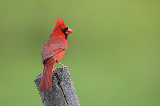 Northern Cardinal (Cardinalis cardinalis) male perched, Florida, USA