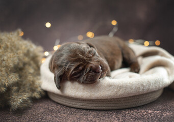 Studio cozy photo of newborn brown chocolate labrador retriever puppy dog sleeping in basket near...