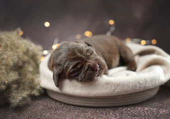 Foto op Aluminium Studio cozy photo of newborn brown chocolate labrador retriever puppy dog sleeping in basket near yellow spikelets on brown background with warm lights © Anna Darahan