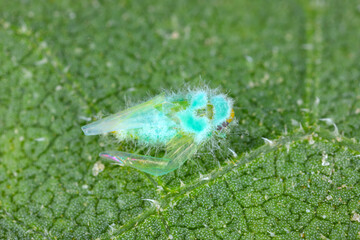 Small leafhopper (Empoasca) killed by fungus Beauveria. Biological plant protection.