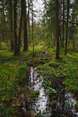 Frühlingsstimmung in naturbelassenen bayrischen Urwald mit einem Bach im Moorgebiet und Sumpfdotterblumen - obrazy, fototapety, plakaty