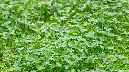 Fototapeta na wymiar Fresh green clover meadow after a rain, shallow depth of field