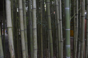 bamboo grove in brazil