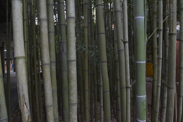 Fototapeta premium bamboo grove in brazil