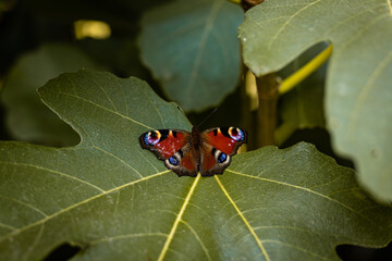 A beautiful butterfly with a damaged wing sits on leaves. Animal welfare