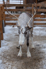 Reindeer in a pen for animals in the reserve