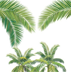 Vector illustration, composition of two coconut trees with coconut leaves in the foreground.