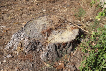 An old tree stump in a clearing in a city park.