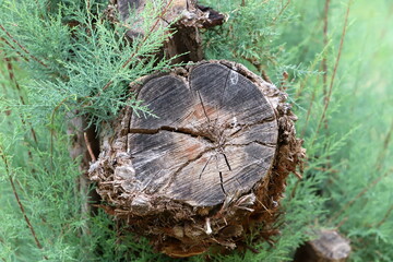 An old tree stump in a clearing in a city park.