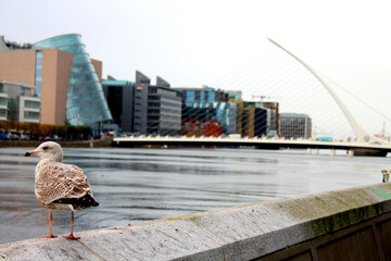Dublin's long pier III