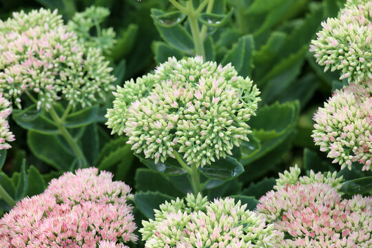 Sedum maximum grows in the garden