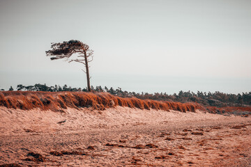Windtree at the Beach 