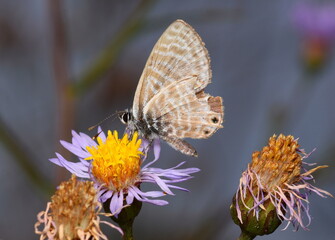 Fototapeta premium Wounded leptotes pirithous with missing parts of the wing.