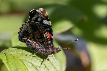 Butterfly on a leaf