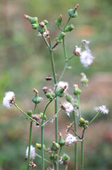 Yellow thistle (Sonchus asper) grows in nature.