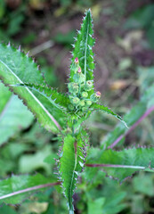 Yellow thistle (Sonchus asper) grows in nature.