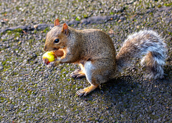 Grey Squirrel (Sciurus carolinensis) in National Botanic Gardens, Dublin, Ireland