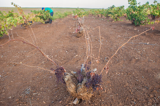 Grapevine affected by the yesca disease