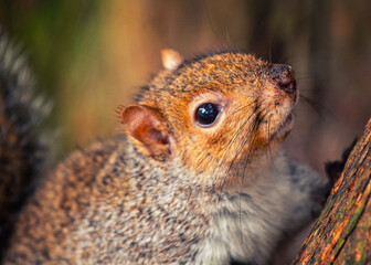 Grey Squirrel (Sciurus carolinensis) in National Botanic Gardens, Dublin, Ireland