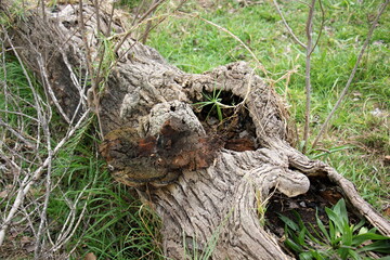 An old tree stump in a clearing in a city park.