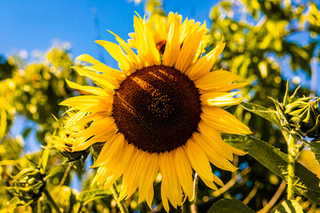 Sunflower blooms, blue sky. Decorative sunflower. Production of sunflower oil