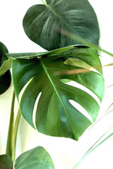 Zielone Liście Liść Leaves Leaf Monstera Dziurawa Dekoracyjna Deliciosa Kwiar Domowy Ozdobny - obrazy, fototapety, plakaty