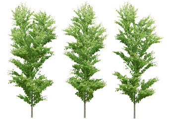 Obraz premium Collections tropics green trees shapes set cutout transparent backgrounds png