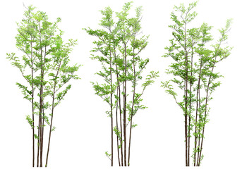 Collections tropics green trees shapes set cutout transparent backgrounds png