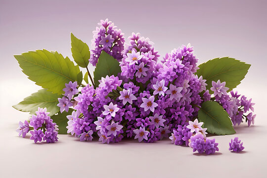 
cute bircollection of small purple lilac flowers isolated