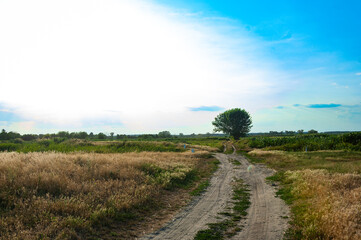 Fototapeta na wymiar landscape with a tree and sky