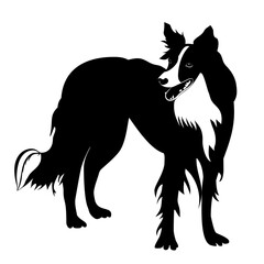 Silhouette of funny playful little puppy. border collie