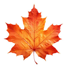 Obraz premium Autumn maple leaf. Autumn leaf on a light transparent background. PNG file. Generative AI