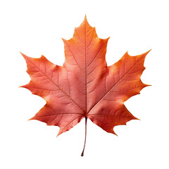 Obraz premium Autumn maple leaf. Autumn leaf on a light transparent background. PNG file. Generative AI