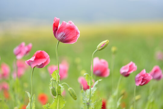 Close-up of Opium Poppies (Papaver somniferum) in field, Summer, Germerode, Hoher Meissner, Werra Meissner District, Hesse, Germany